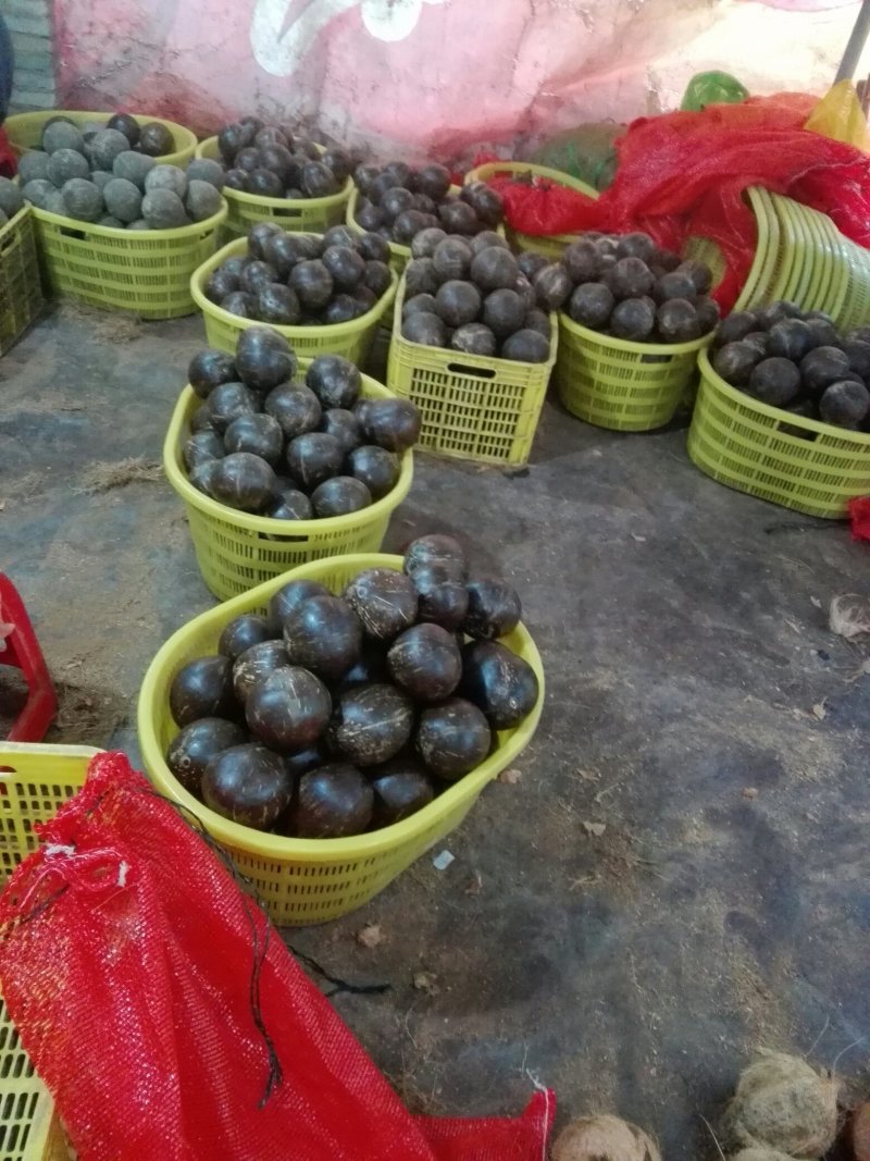 椰皇