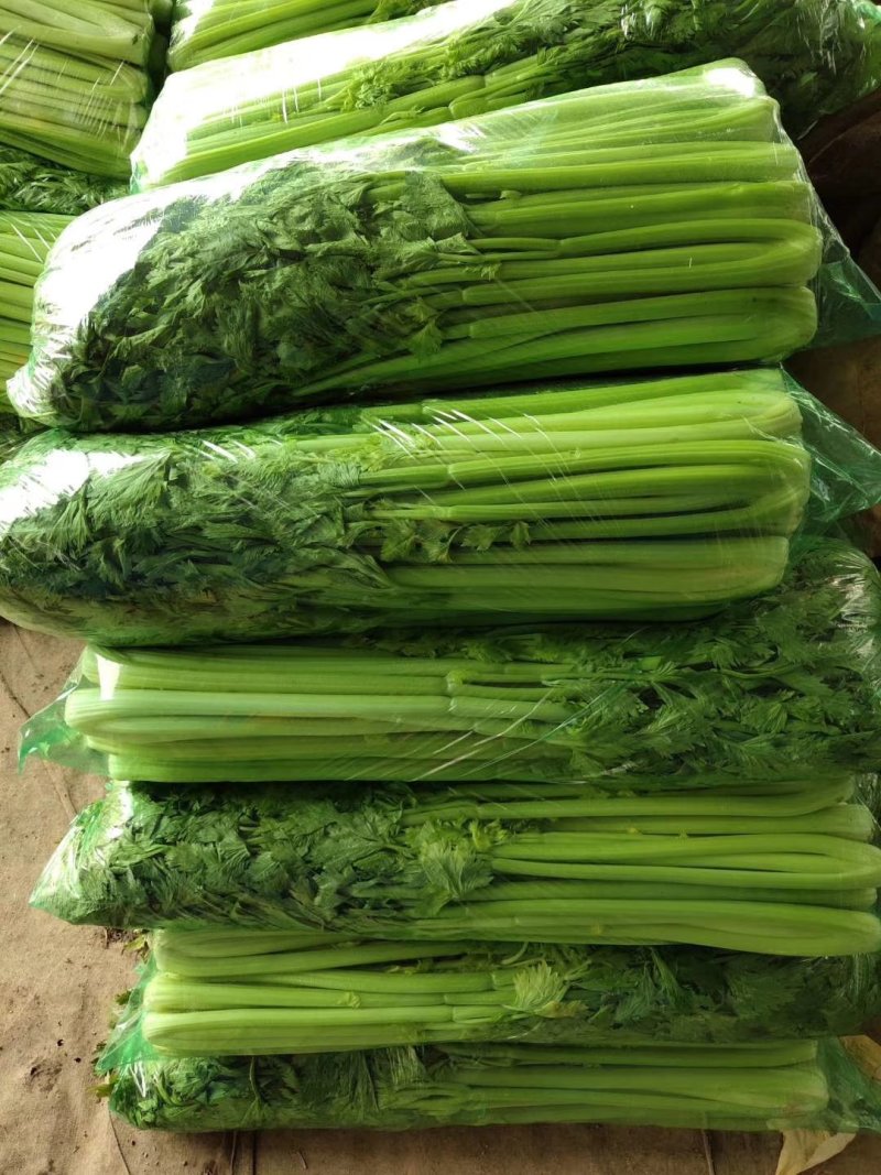 临沂沂南产地直供西芹法国皇后
