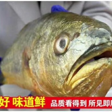 鱼味中国，鲜冻黄花鱼，一斤半一条