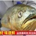 鱼味中国，鲜冻黄花鱼，一斤半一条