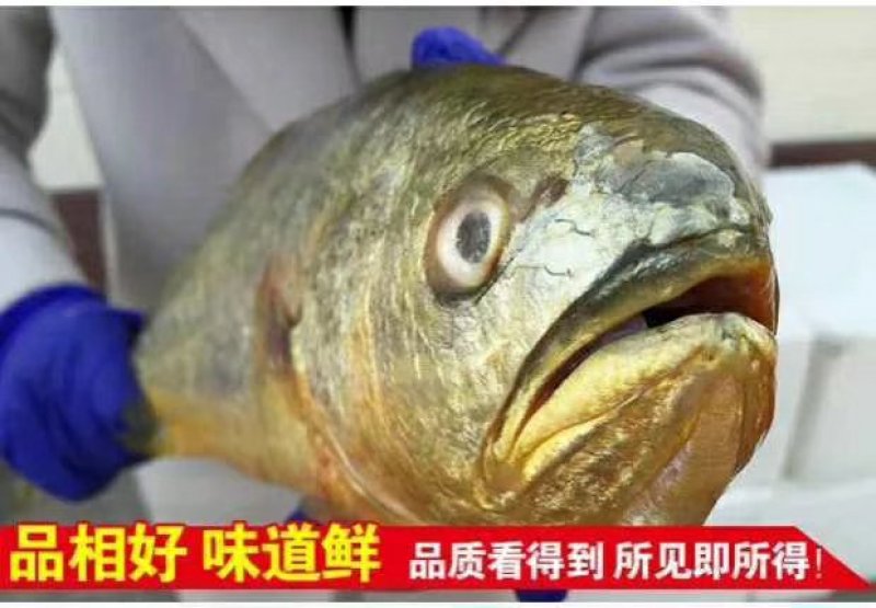 鱼味中国，鲜冻黄花鱼，一斤半一条