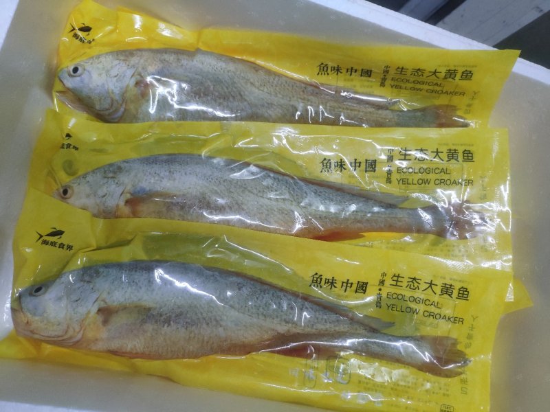 鱼味中国，鲜冻黄花鱼，一斤半一条