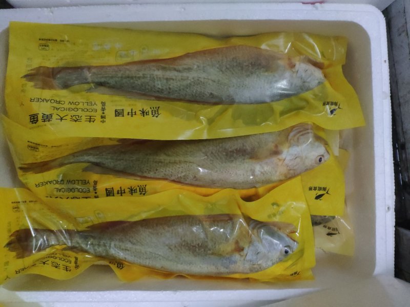 鱼味中国，鲜冻黄花鱼，一斤半一条