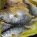 鱼味中国，鲜冻黄花鱼，一斤半一条