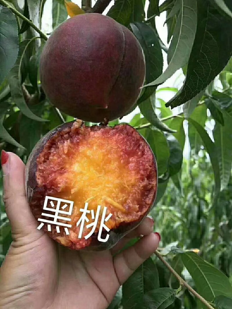 优质黑桃苗黑桃皇后黑桃王品种齐全品种保障保证成活
