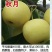 绿宝石梨树秋月梨苗品种丰富规格齐全基地直销一手苗圃