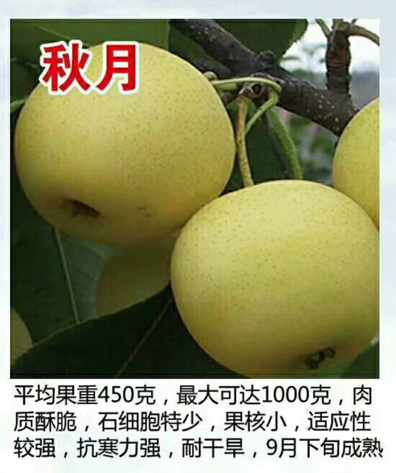 绿宝石梨树秋月梨苗品种丰富规格齐全基地直销一手苗圃