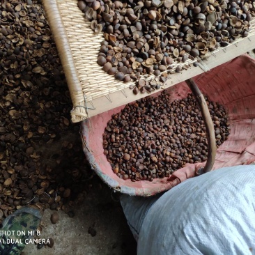 茶籽