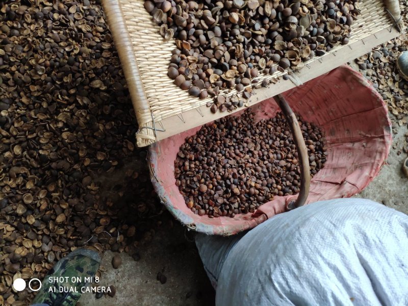 茶籽