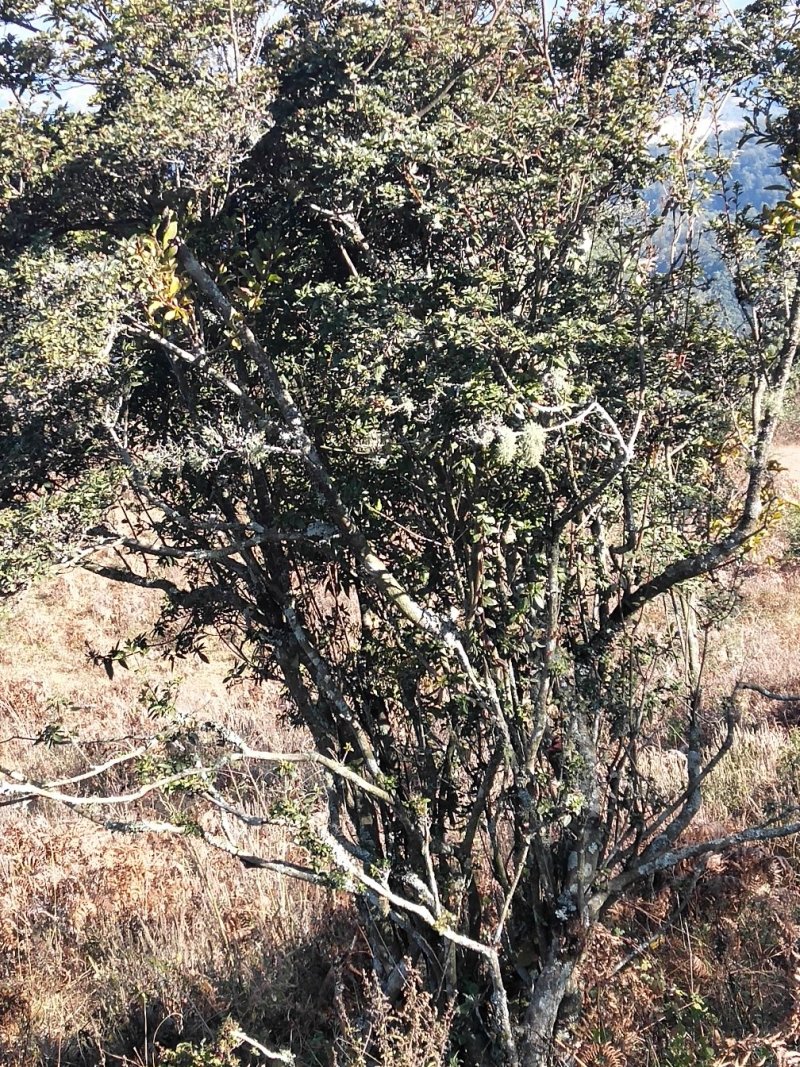 精品老桩，下山桩，下山木，下山苗，山木香