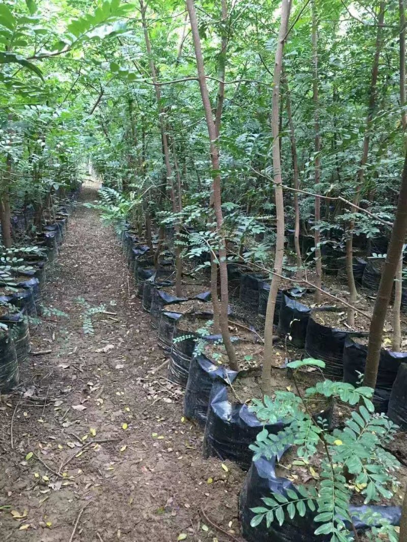精品老桩，下山桩，下山木，下山苗，山木香