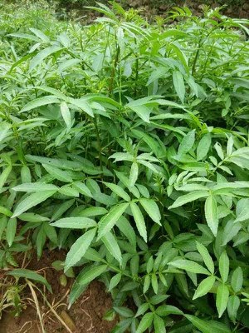 九叶青花椒种子一斤育苗专用金阳特香特麻2017年秋收新货