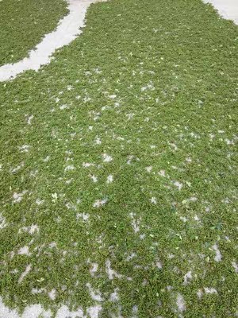 九叶青花椒种子一斤育苗专用金阳特香特麻2017年秋收新货