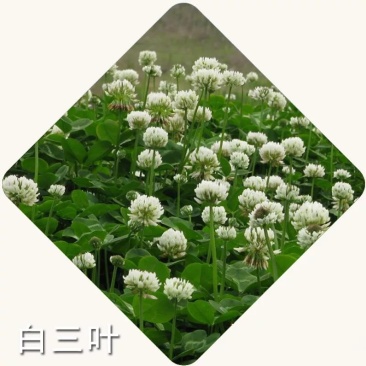 进口草坪白三叶种子包衣白三叶草种子草坪草籽牧草花种子包邮
