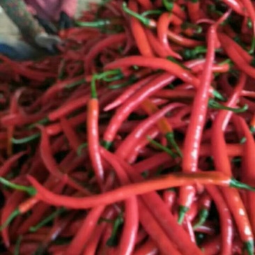 大量三号椒，尖椒