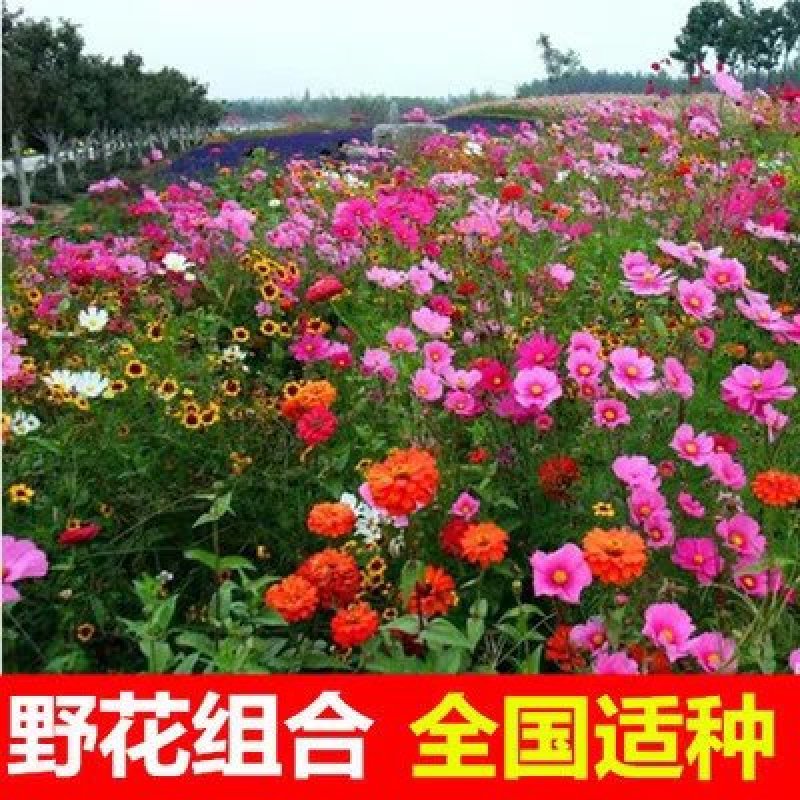 草坪种子四季青不修剪草籽黑麦草护坡草皮种籽护坡