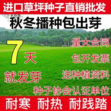 草坪种子四季青不修剪草籽黑麦草护坡草皮种籽护坡