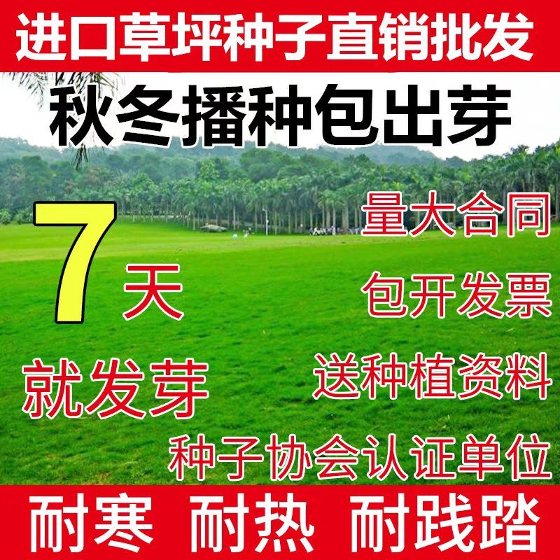 草坪种子四季青不修剪草籽黑麦草护坡草皮种籽护坡