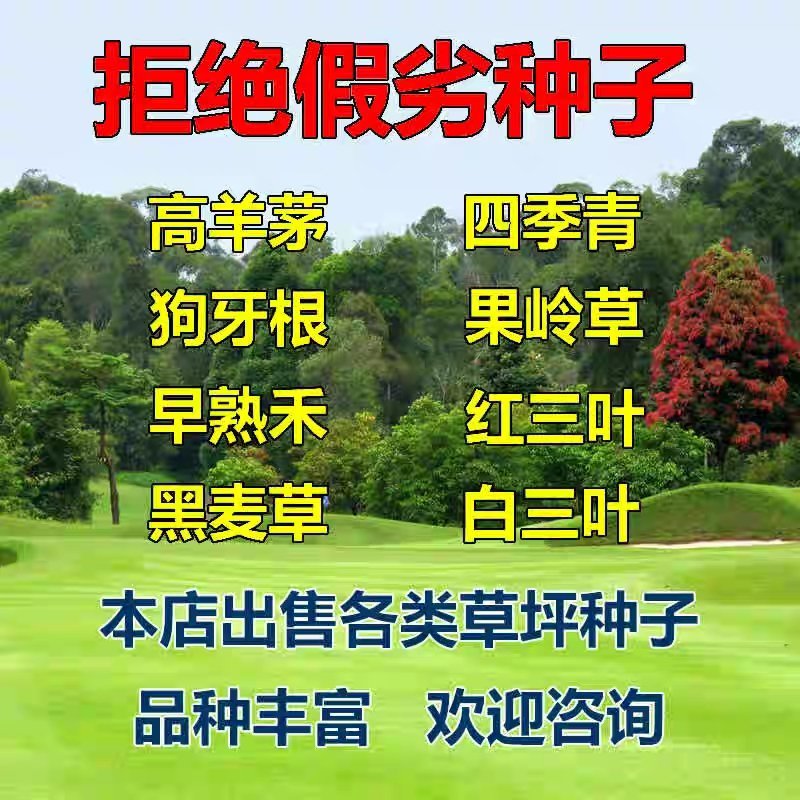 草坪种子四季青不修剪草籽黑麦草护坡草皮种籽护坡