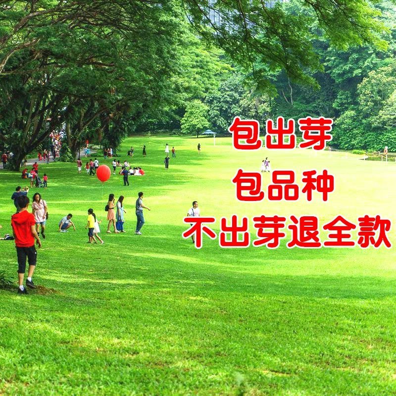 草坪种子四季青不修剪草籽黑麦草护坡草皮种籽护坡