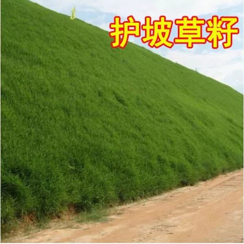 草坪种子护坡草坪种子四季常青草籽耐践踏护坡王耐热抗