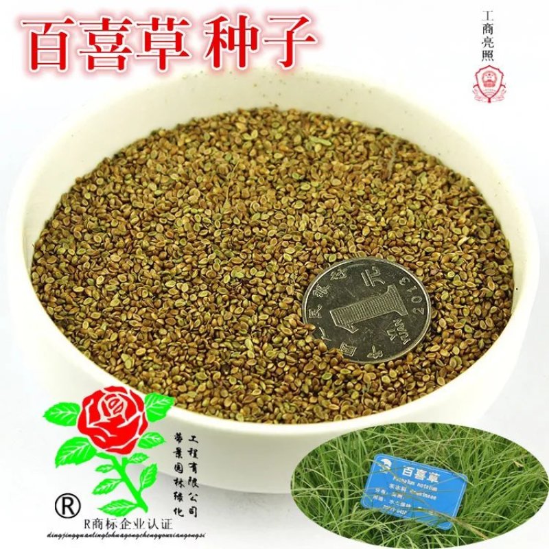 百喜草种子护坡草皮草坪改良果园植物花草花卉牧草