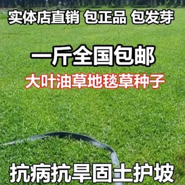 草坪种子地毯草种子大叶油草种子巴西地毯草抗病抗旱