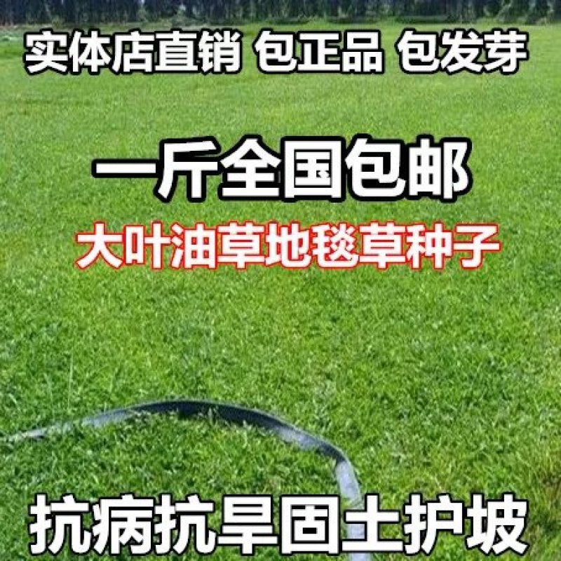 草坪种子地毯草种子大叶油草种子巴西地毯草抗病抗旱