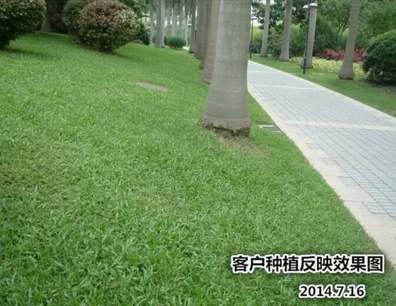 草坪种子地毯草种子大叶油草种子巴西地毯草抗病抗旱