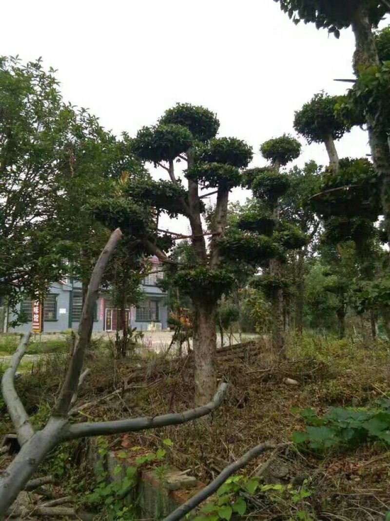 造型柞树桩，榆树桩