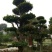 造型柞树桩，榆树桩