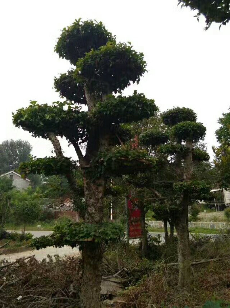 造型柞树桩，榆树桩