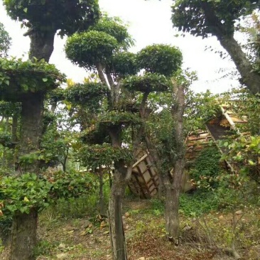 造型柞树桩，榆树桩