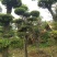 造型柞树桩，榆树桩