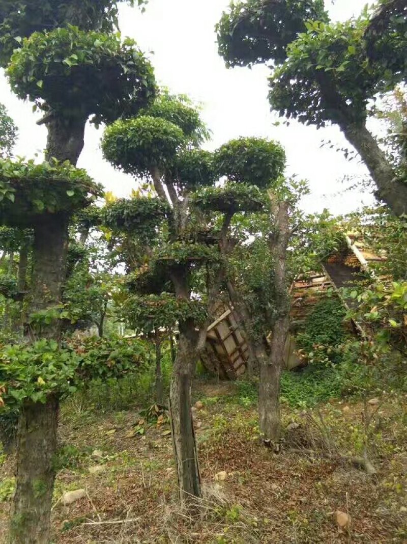 造型柞树桩，榆树桩