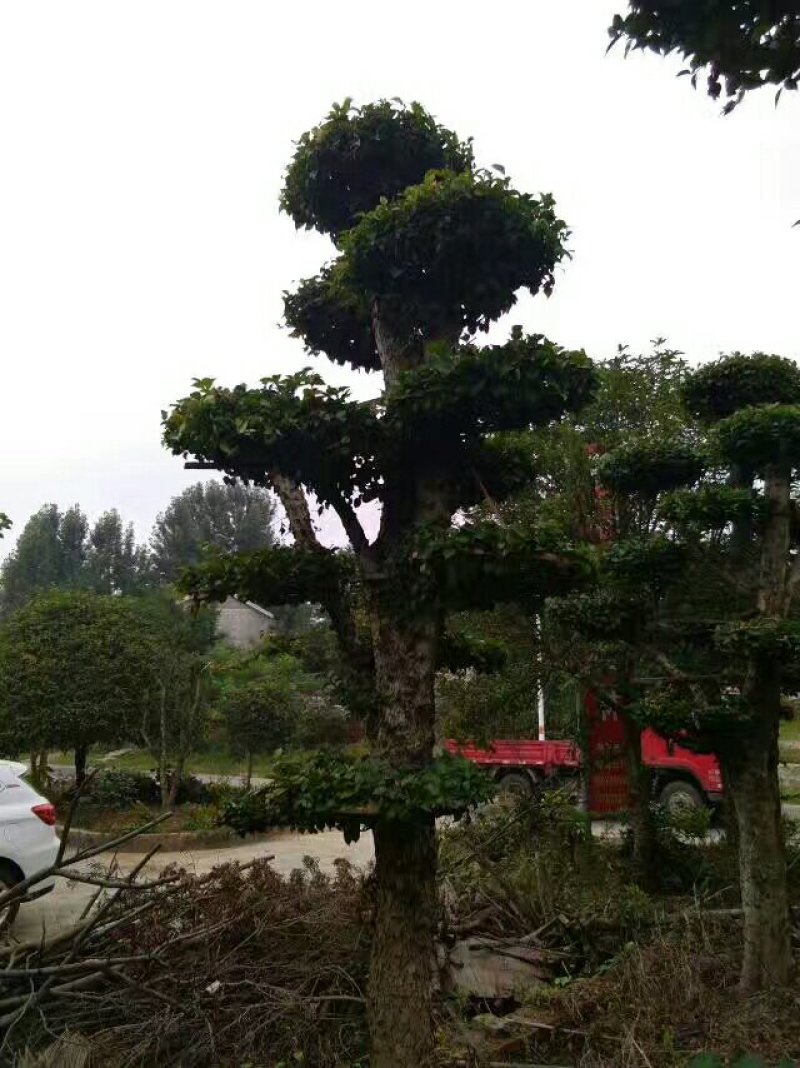 造型柞树桩，榆树桩