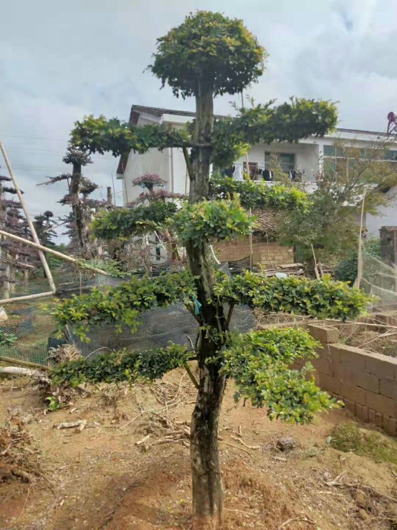 造型柞树桩，榆树桩