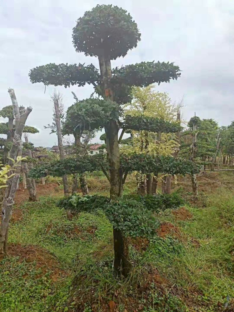 造型柞树桩，榆树桩