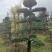 造型柞树桩，榆树桩