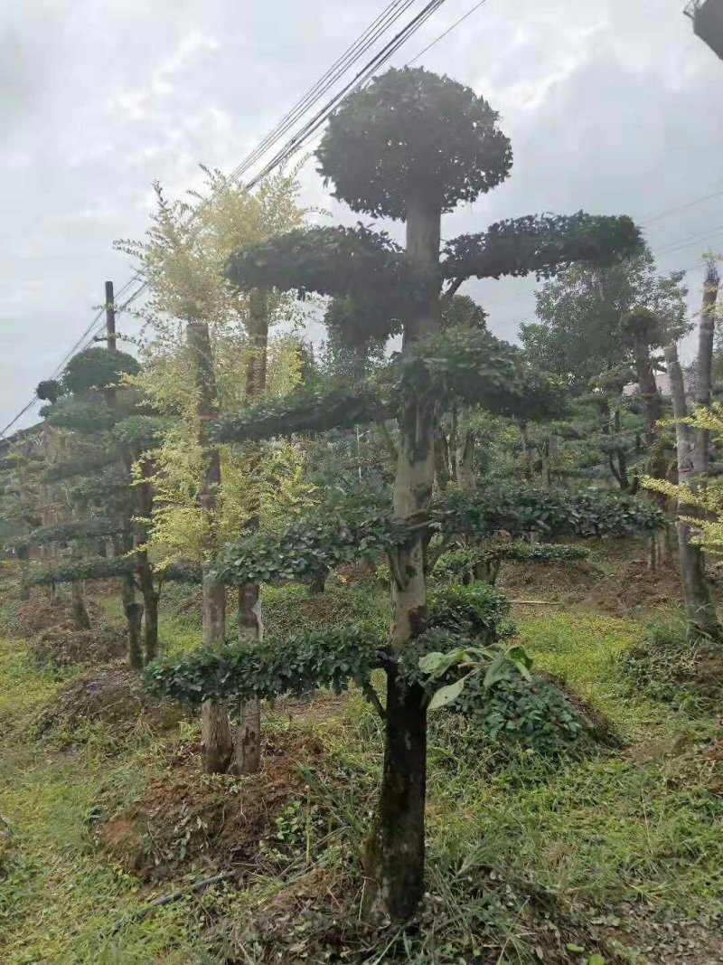 造型柞树桩，榆树桩
