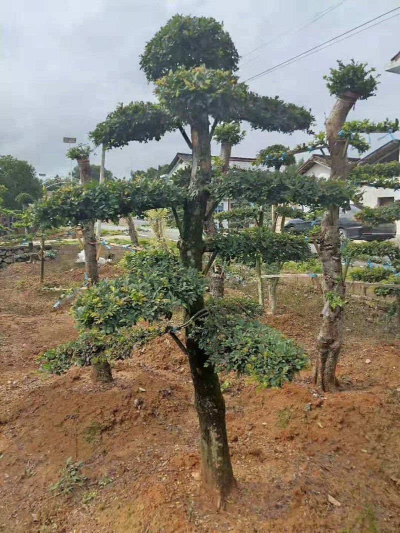造型柞树桩，榆树桩
