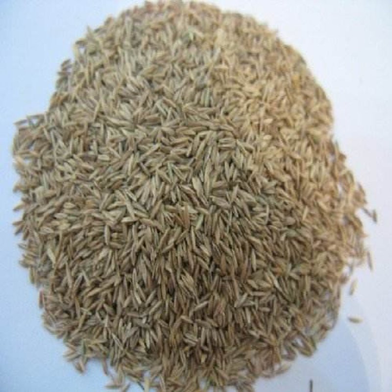 早熟禾早熟禾草坪种子早熟禾草种早熟禾草籽四季常青
