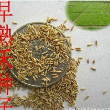 早熟禾早熟禾草坪种子早熟禾草种早熟禾草籽四季常青