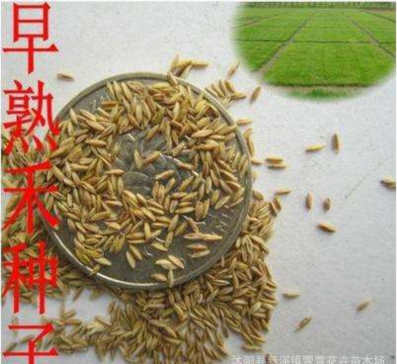 早熟禾早熟禾草坪种子早熟禾草种早熟禾草籽四季常青