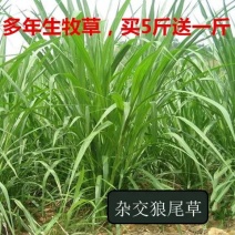 多年生牧草种子美洲杂交草狼尾草种子四季常青鸡鸭鹅牛羊鱼草
