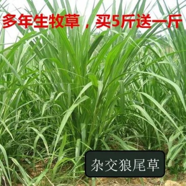 多年生牧草种子美洲杂交草狼尾草种子四季常青鸡鸭鹅牛羊鱼草