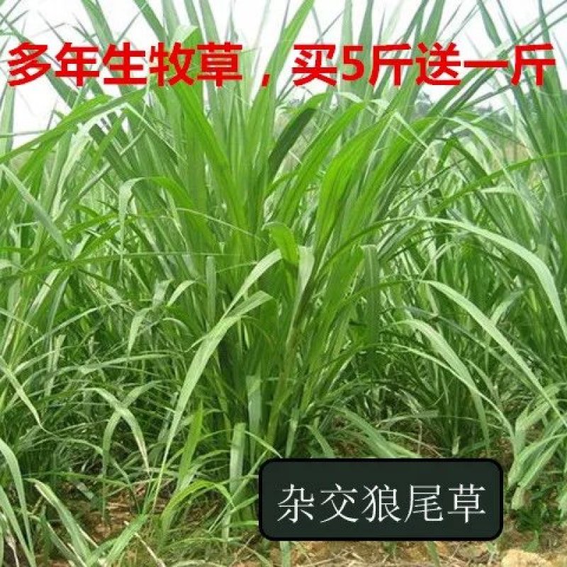 多年生牧草种子美洲杂交草狼尾草种子四季常青鸡鸭鹅牛羊鱼草