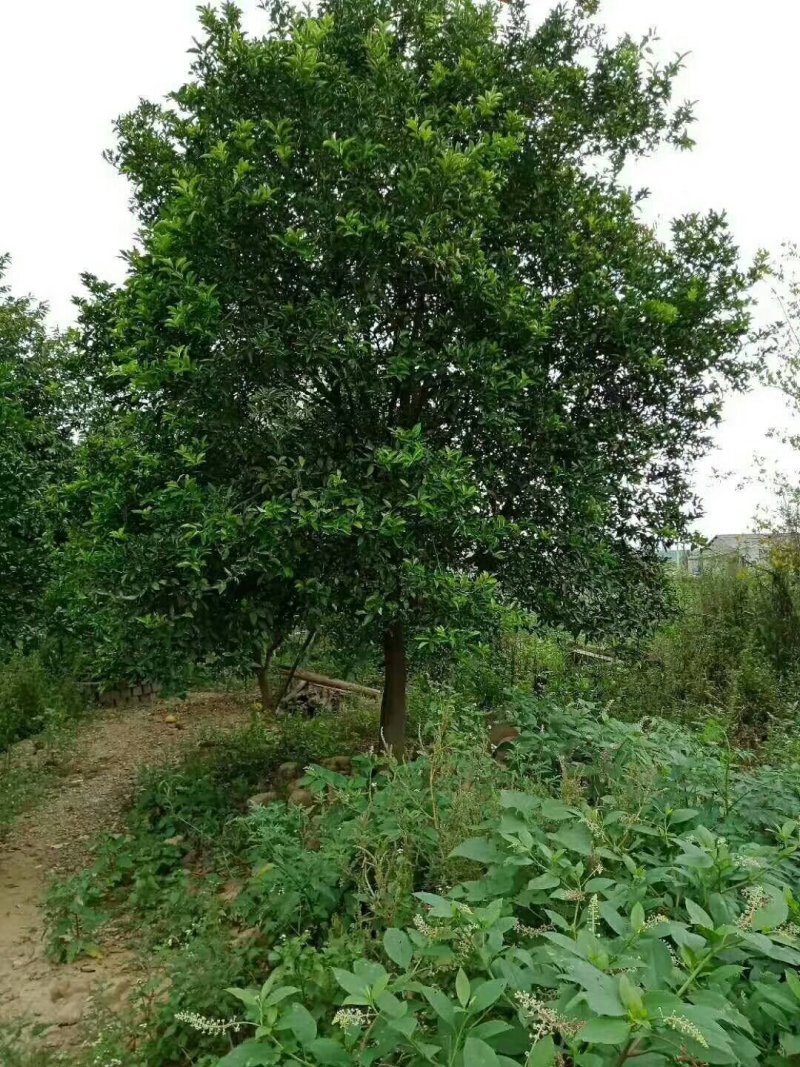 香泡