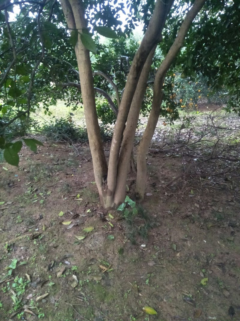 香泡