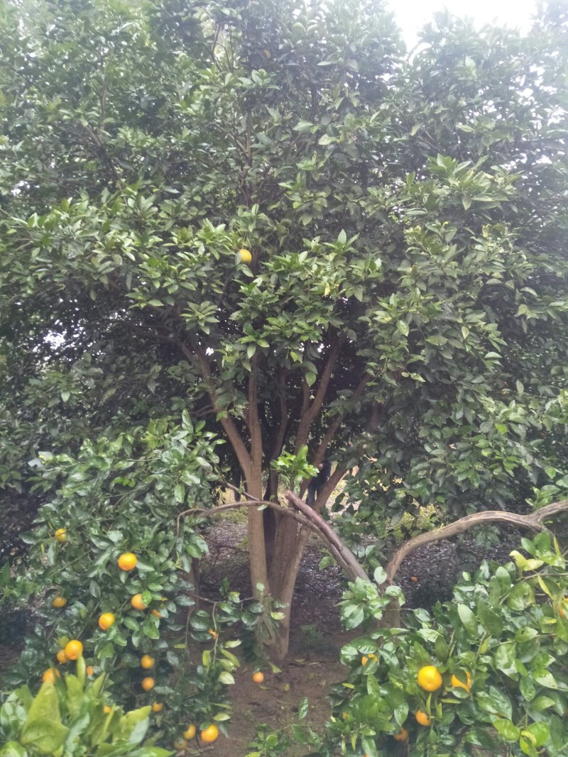 香泡